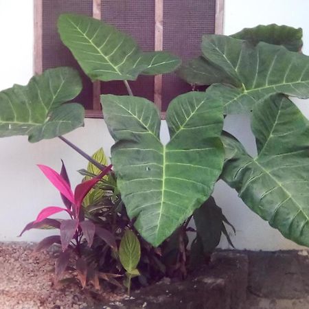 Jambiani Home Stay ภายนอก รูปภาพ