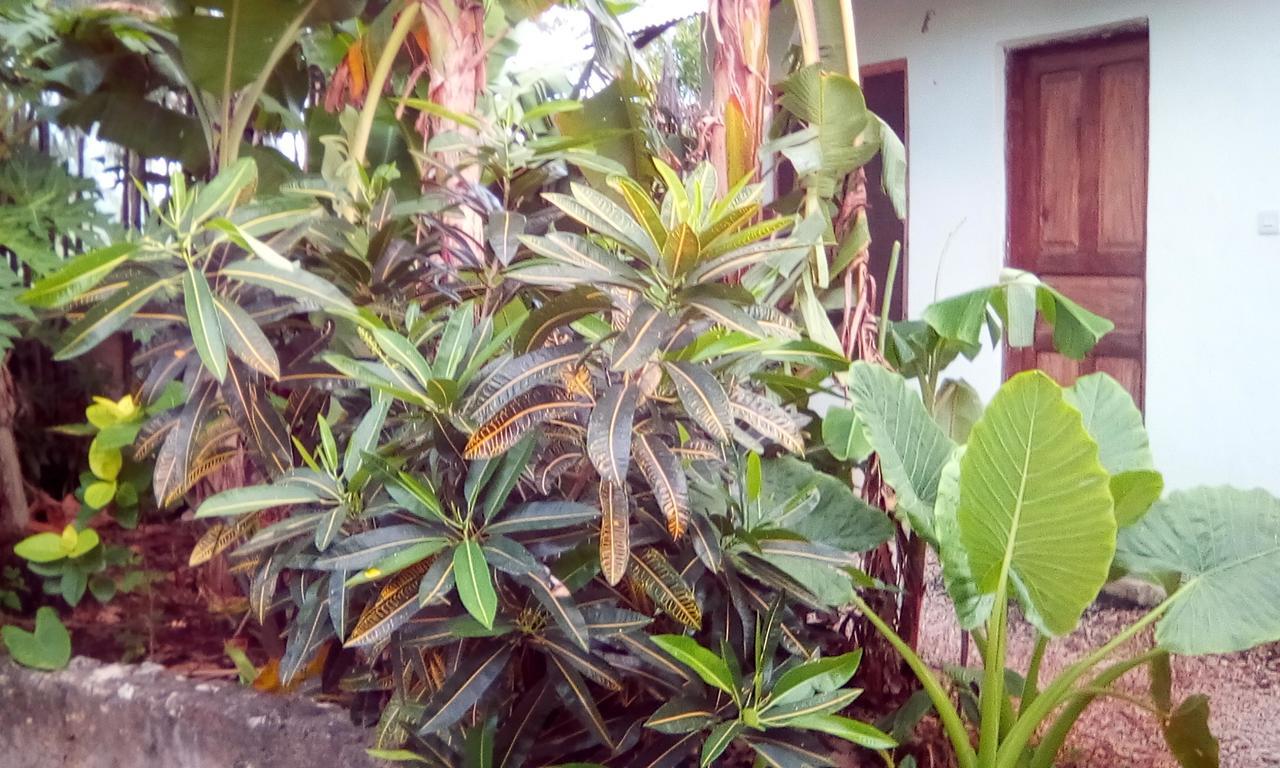 Jambiani Home Stay ภายนอก รูปภาพ
