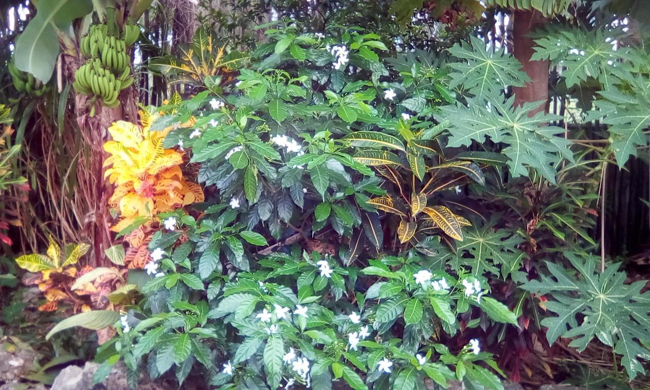 Jambiani Home Stay ภายนอก รูปภาพ